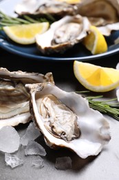 Photo of Fresh oysters with lemon, rosemary and ice on grey table, closeup