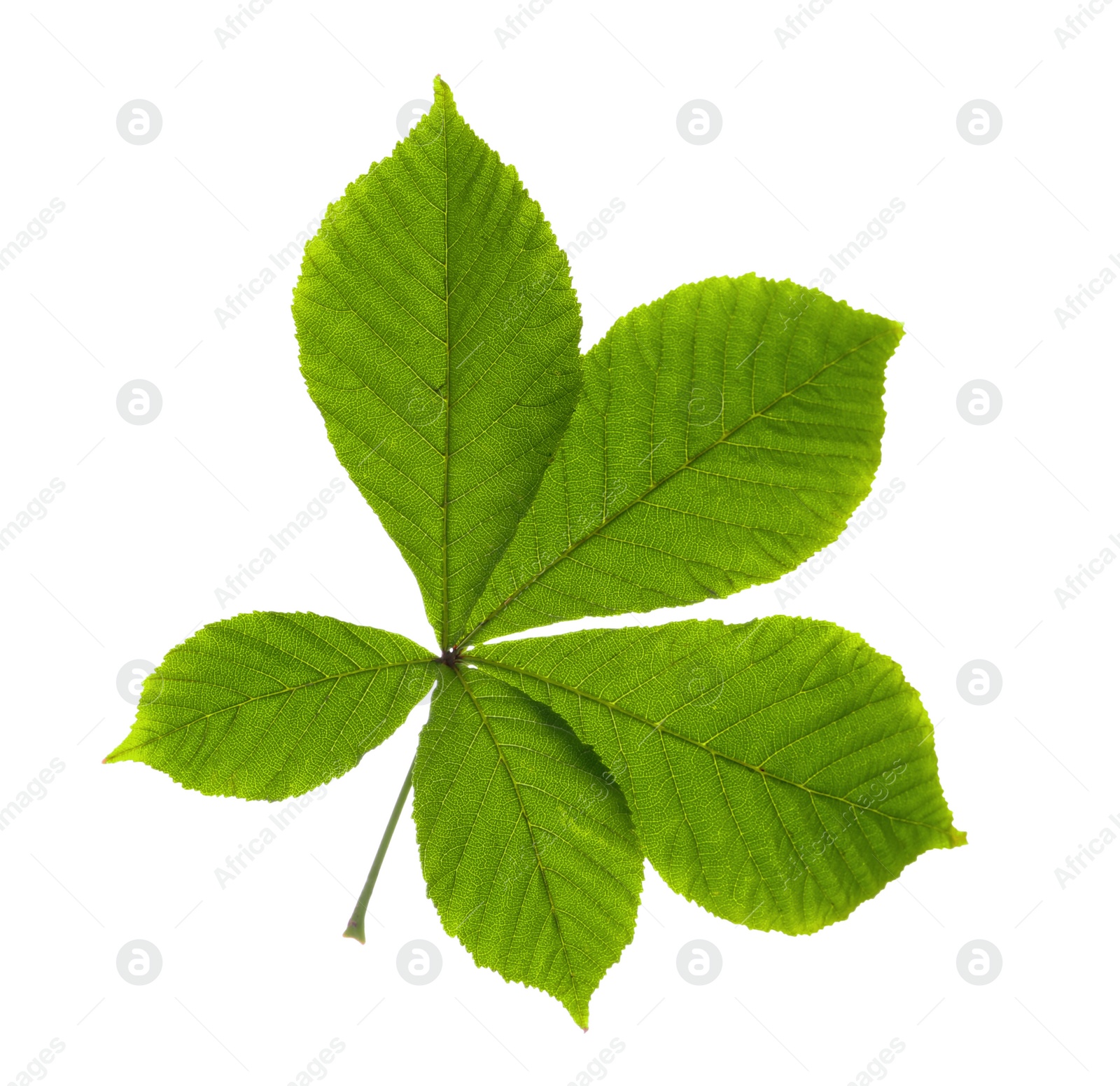 Photo of Horse chestnut tree leaf isolated on white