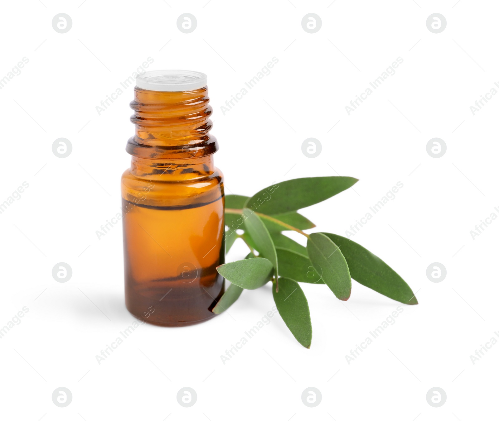 Photo of Bottle of eucalyptus essential oil and plant branch on white background