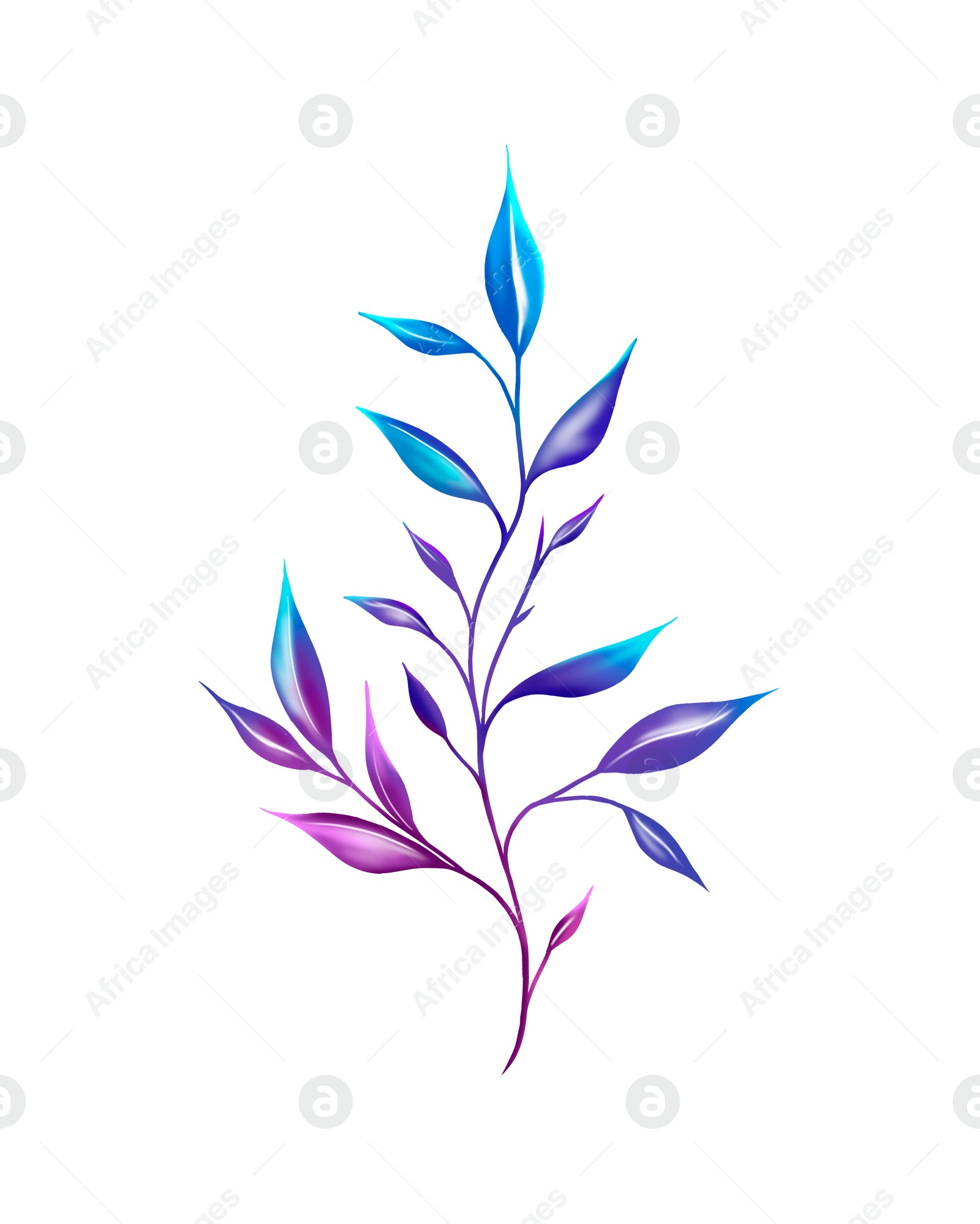 Illustration of Olive twig with leaves on white background. Color illustration