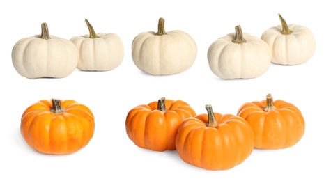 Set of different fresh pumpkins on white background