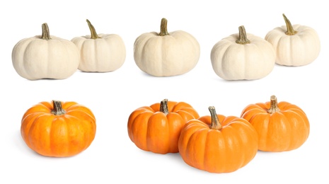 Image of Set of different fresh pumpkins on white background