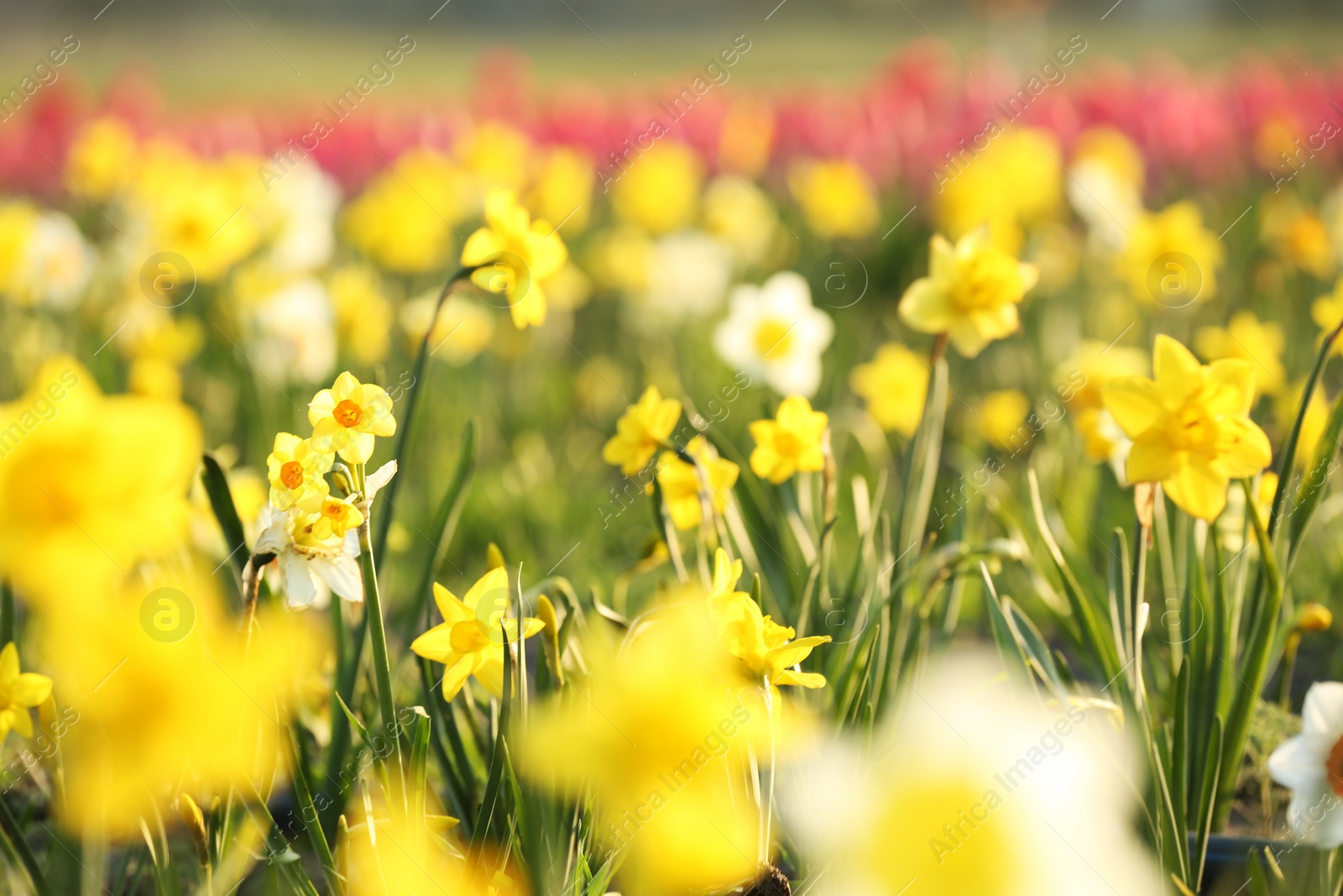 Photo of Field with fresh beautiful narcissus flowers on sunny day