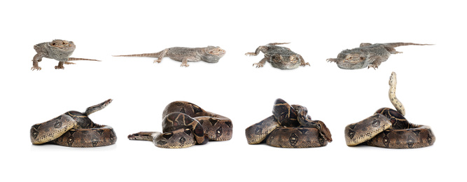 Image of Set of different pets on white background. Banner design