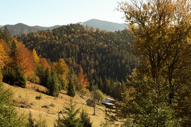 Photo of Picturesque view of beautiful mountain forest on sunny day in autumn