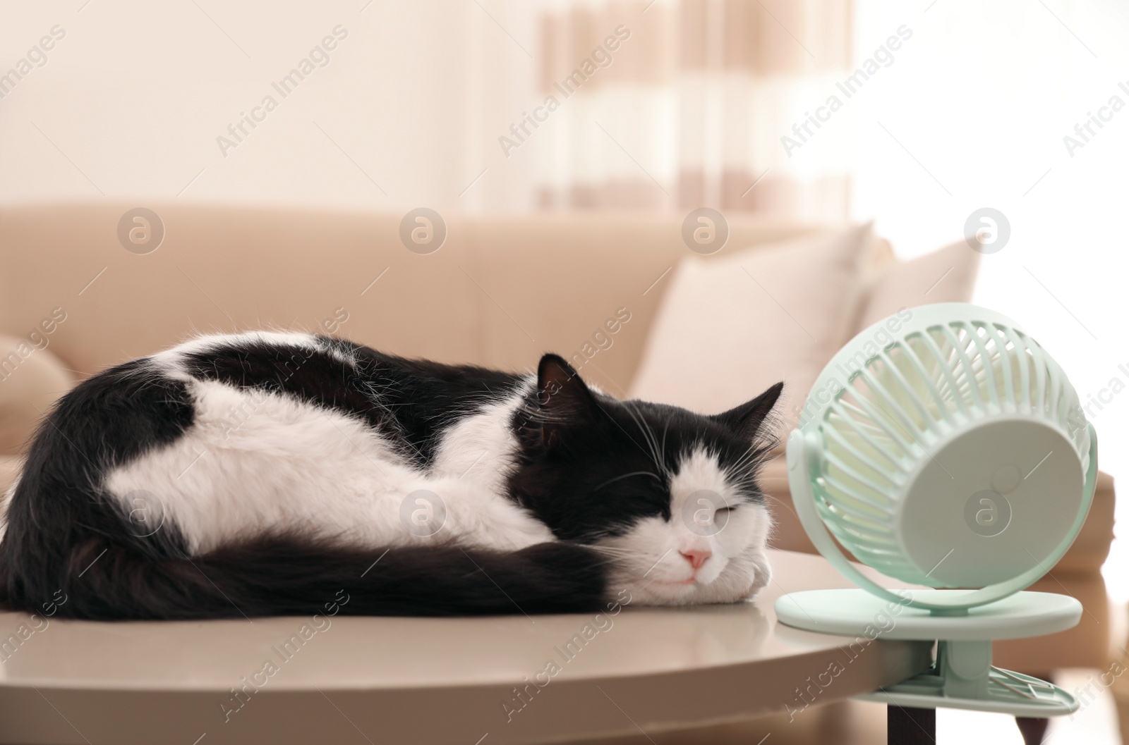 Photo of Cute fluffy cat enjoying air flow from fan on table indoors. Summer heat