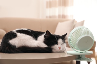 Photo of Cute fluffy cat enjoying air flow from fan on table indoors. Summer heat