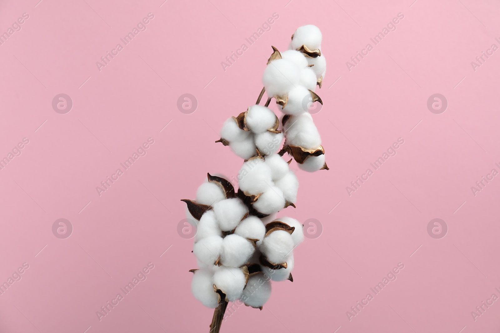 Photo of Beautiful cotton branch with fluffy flowers on pink background