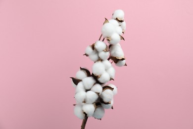 Photo of Beautiful cotton branch with fluffy flowers on pink background