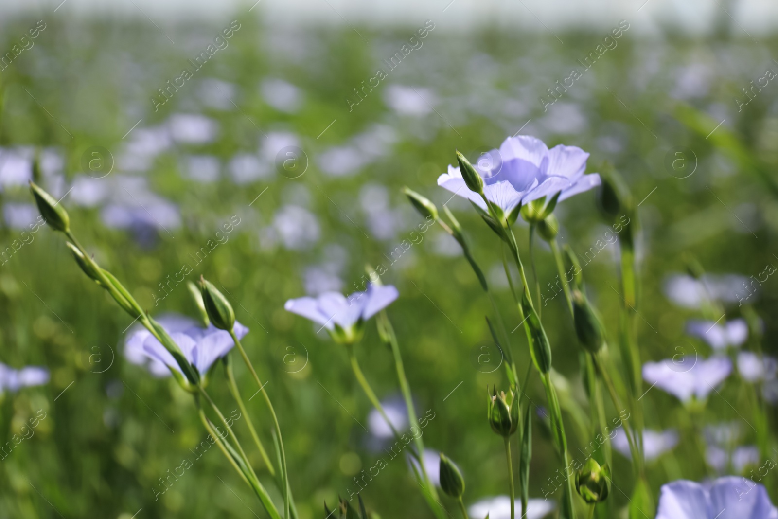 Photo of Closeup view of beautiful blooming flax field