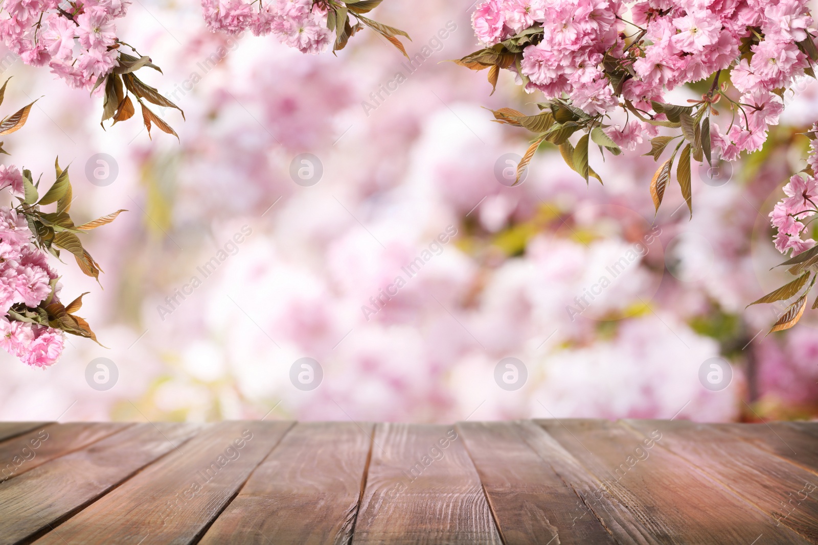 Image of Empty wooden surface and beautiful blossoming sakura tree on background