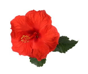 Beautiful red hibiscus flower with green leaves isolated on white