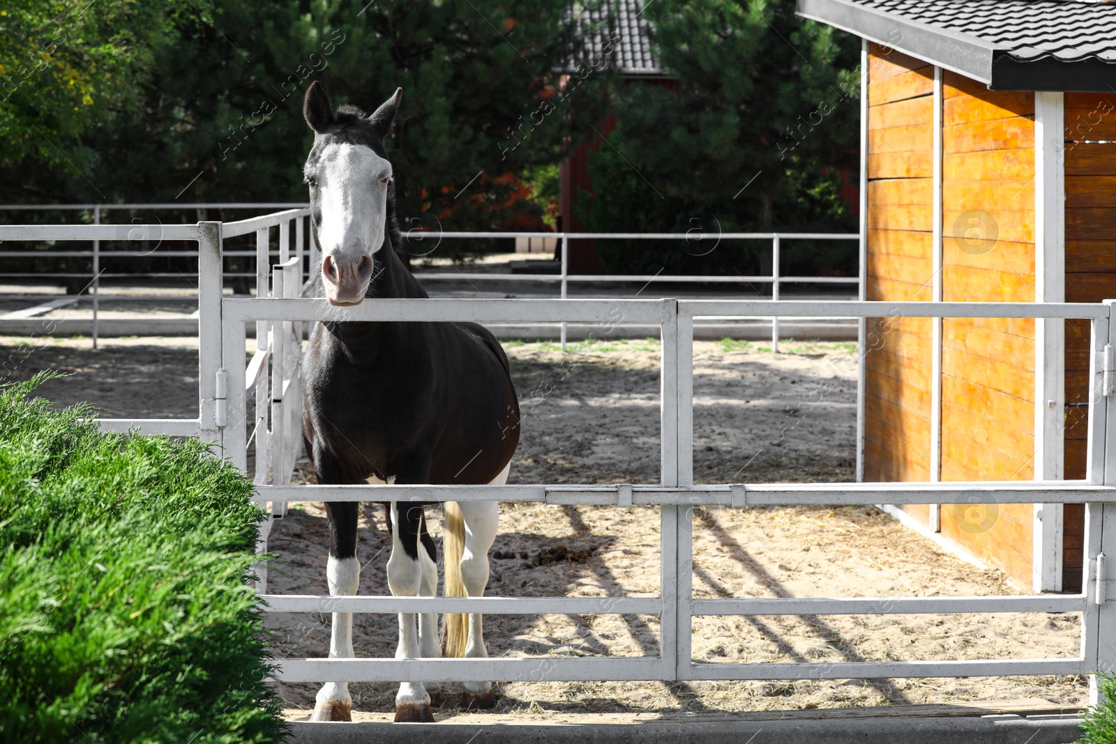 Photo of Splashed white horse at light fence outdoors