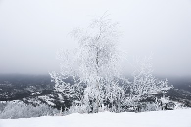 Photo of Picturesque view of trees covered with hoarfrost and snowy mountains on winter day