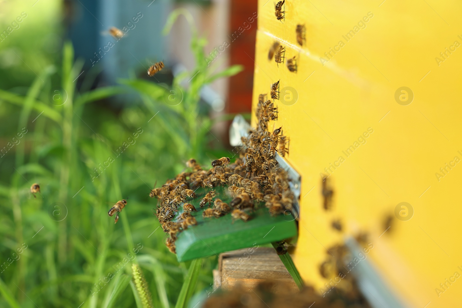 Photo of Closeup view of wooden hive with honey bees on sunny day