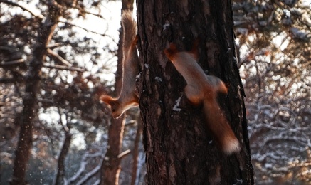 Photo of Cute squirrels on pine tree in winter forest