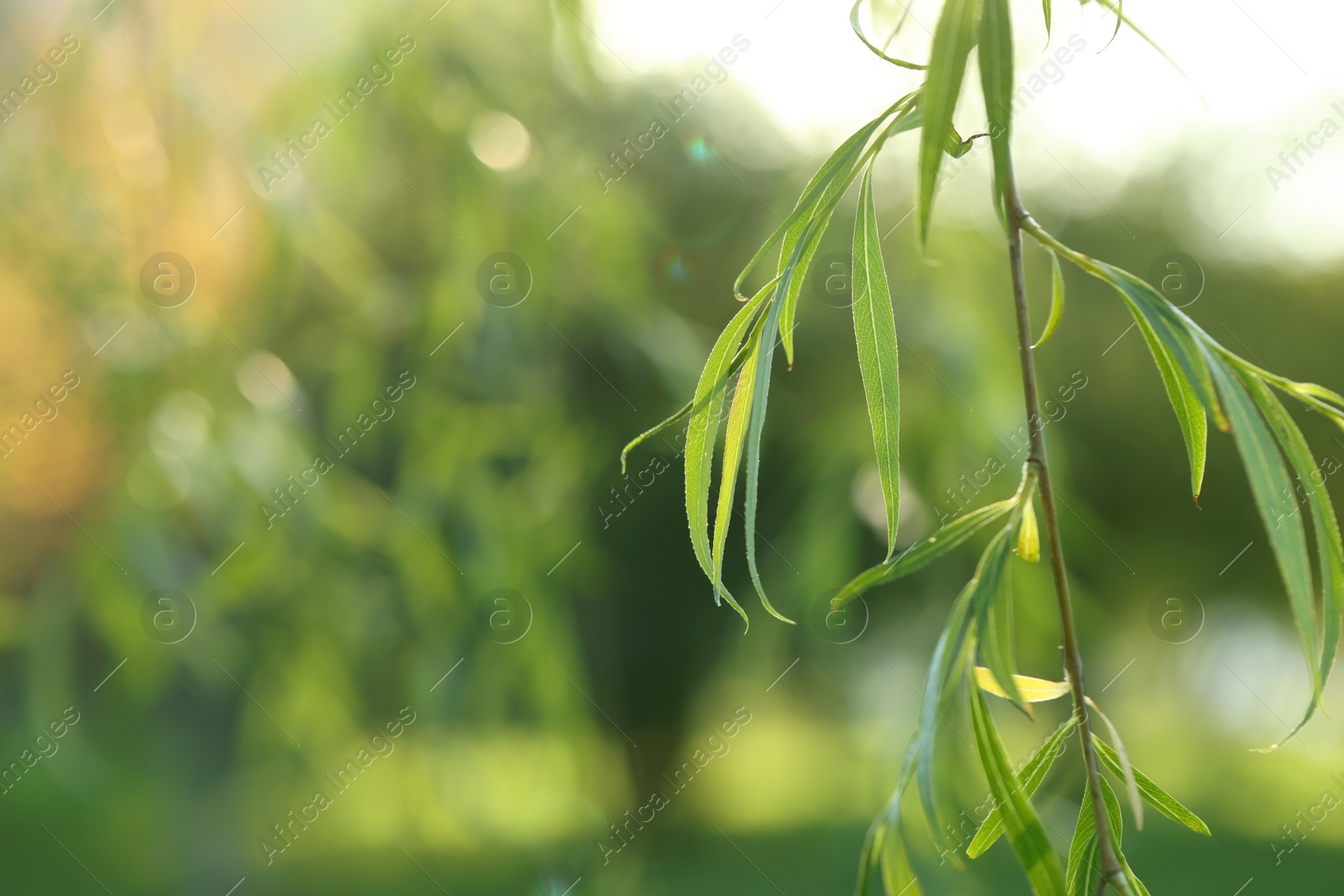 Photo of Beautiful willow tree with green leaves outdoors on sunny day, closeup. Space for text