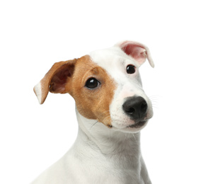 Photo of Cute Jack Russel Terrier on white background. Lovely dog