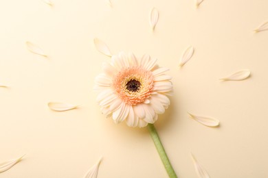 Photo of Beautiful gerbera flower and petals on beige background, above view