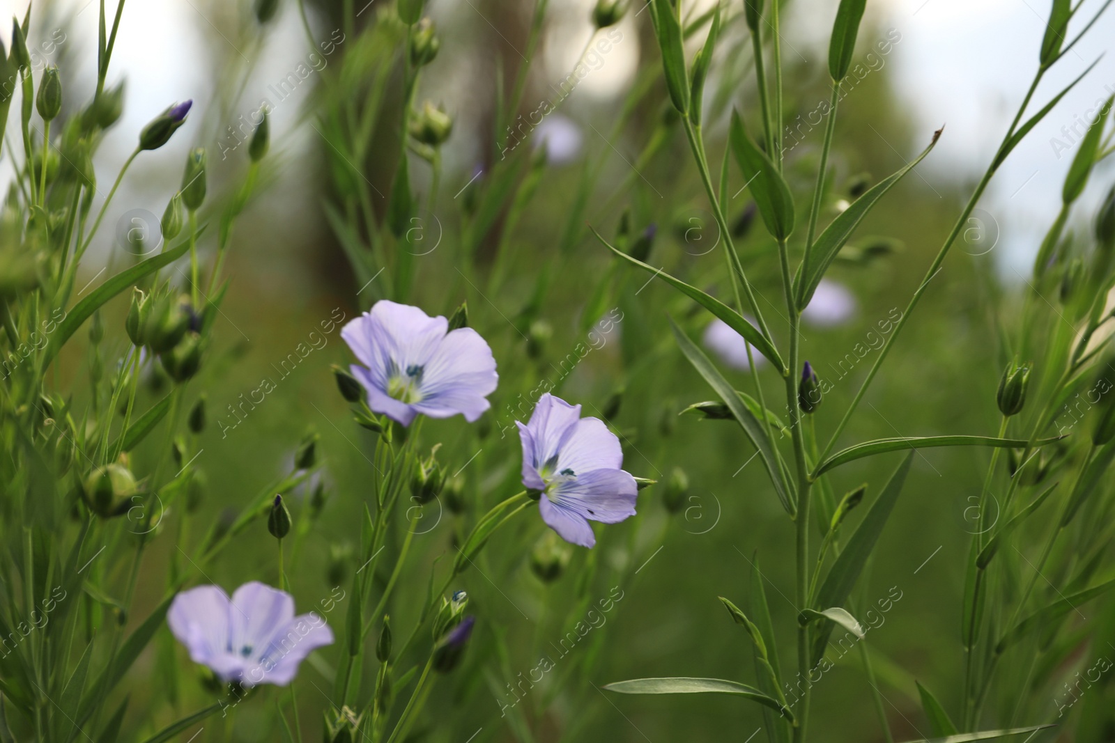 Photo of Closeup view of beautiful blooming flax field