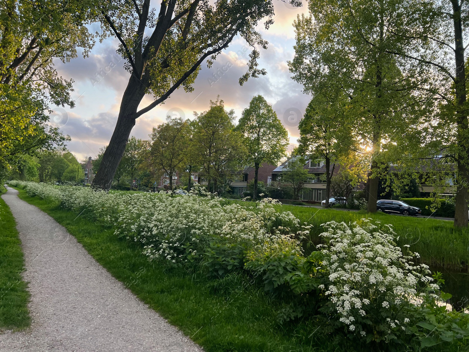 Photo of Beautiful view of cow parsley plant and trees growing near pathway outdoors