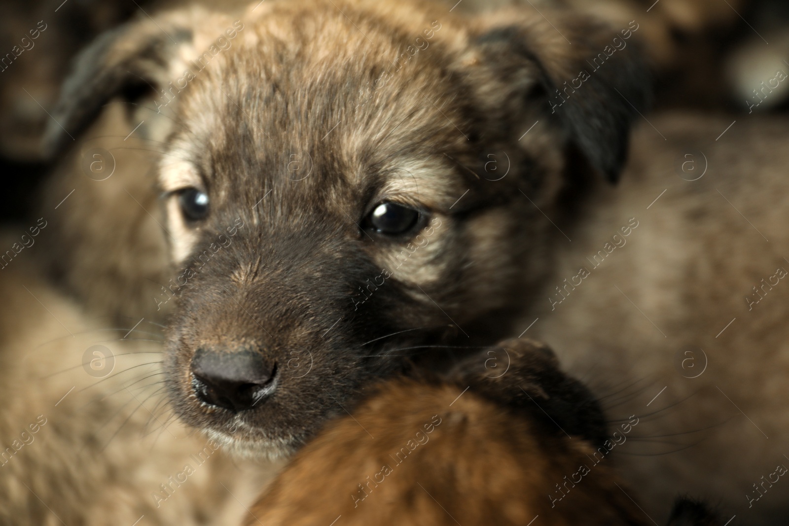 Photo of Homeless puppies, closeup view. Stray baby animals