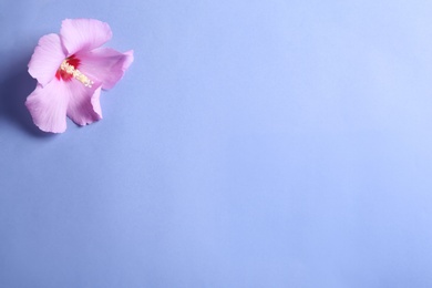 Photo of Beautiful tropical Hibiscus flower on color background with space for design, top view