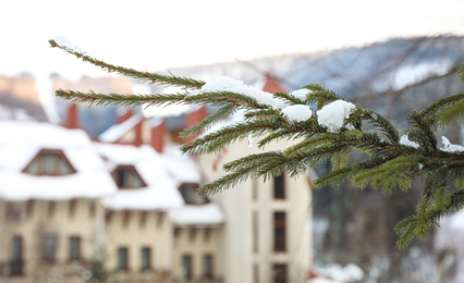 Photo of Closeup view of spruce covered with snow outdoors on winter day