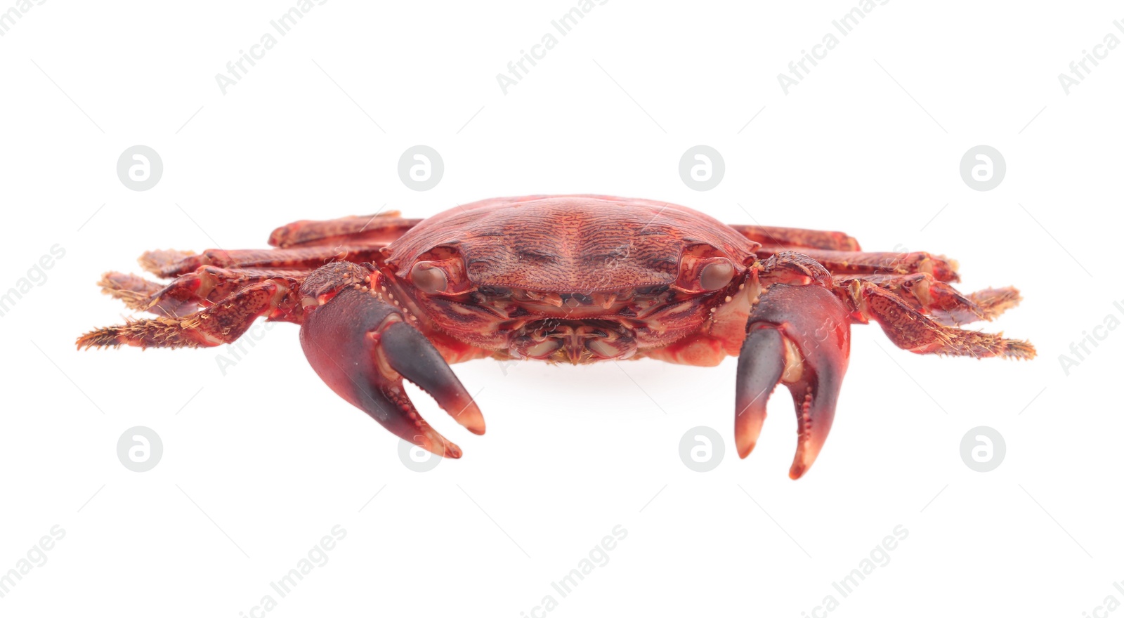 Photo of One delicious boiled crab isolated on white