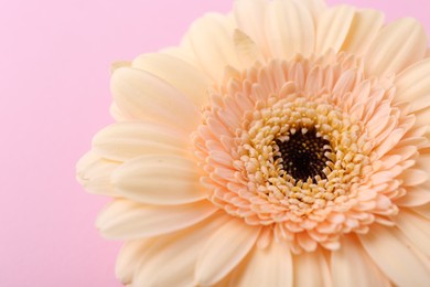 Photo of One beautiful tender gerbera flower on pink background, closeup