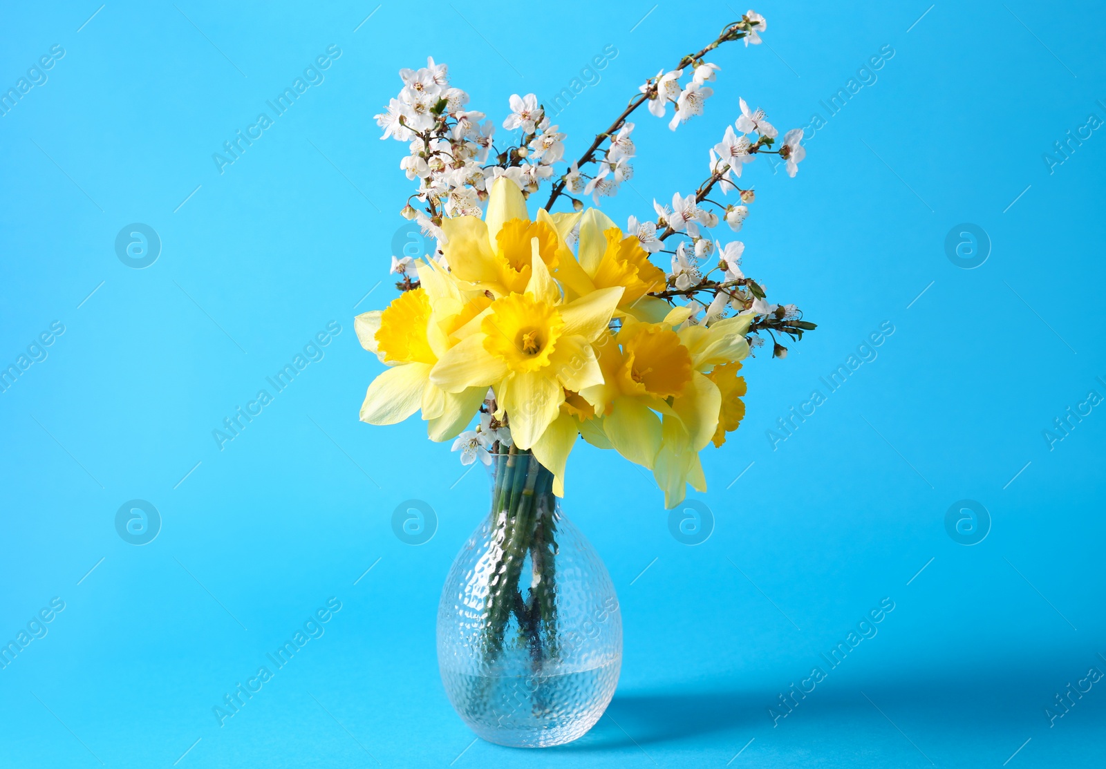 Photo of Bouquet of beautiful yellow daffodils and cherry blossom in vase on light blue background