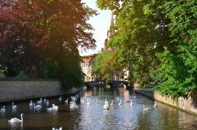Beautiful white swans swimming in city canal on sunny day