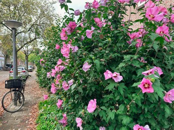 Photo of Beautiful shrub with bright flowers growing outdoors