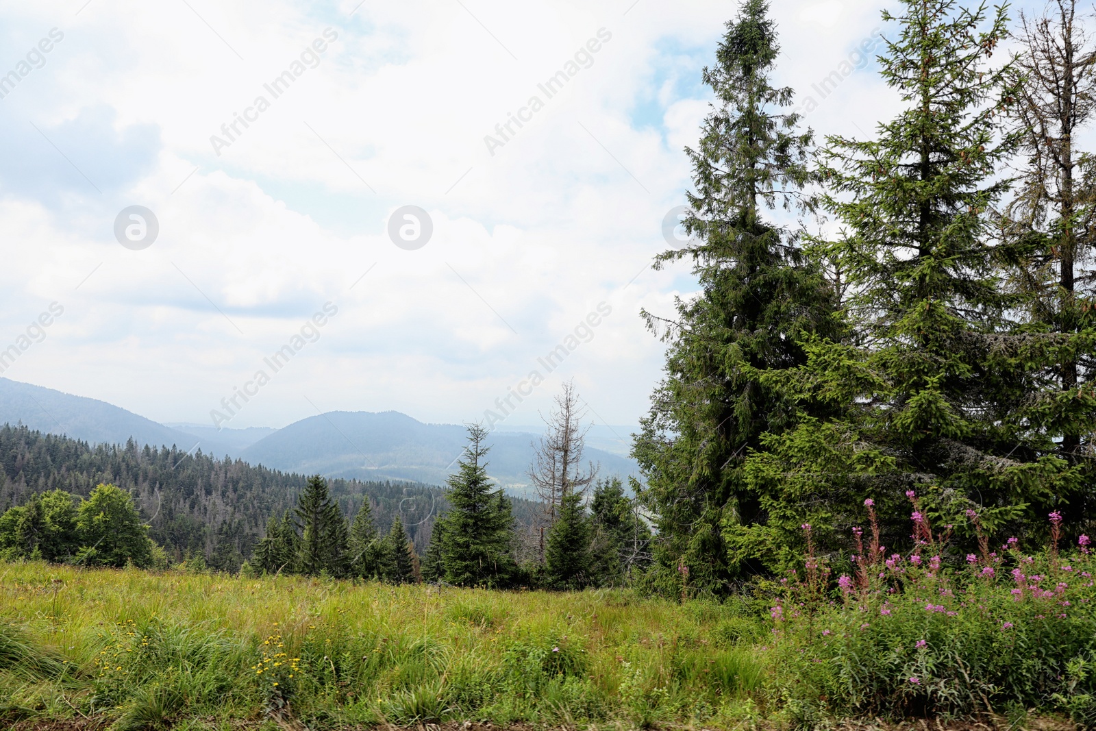 Photo of Picturesque landscape with beautiful green conifer forest