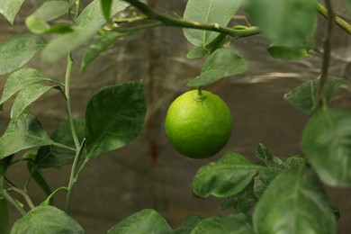 Lime tree with ripe fruit in greenhouse