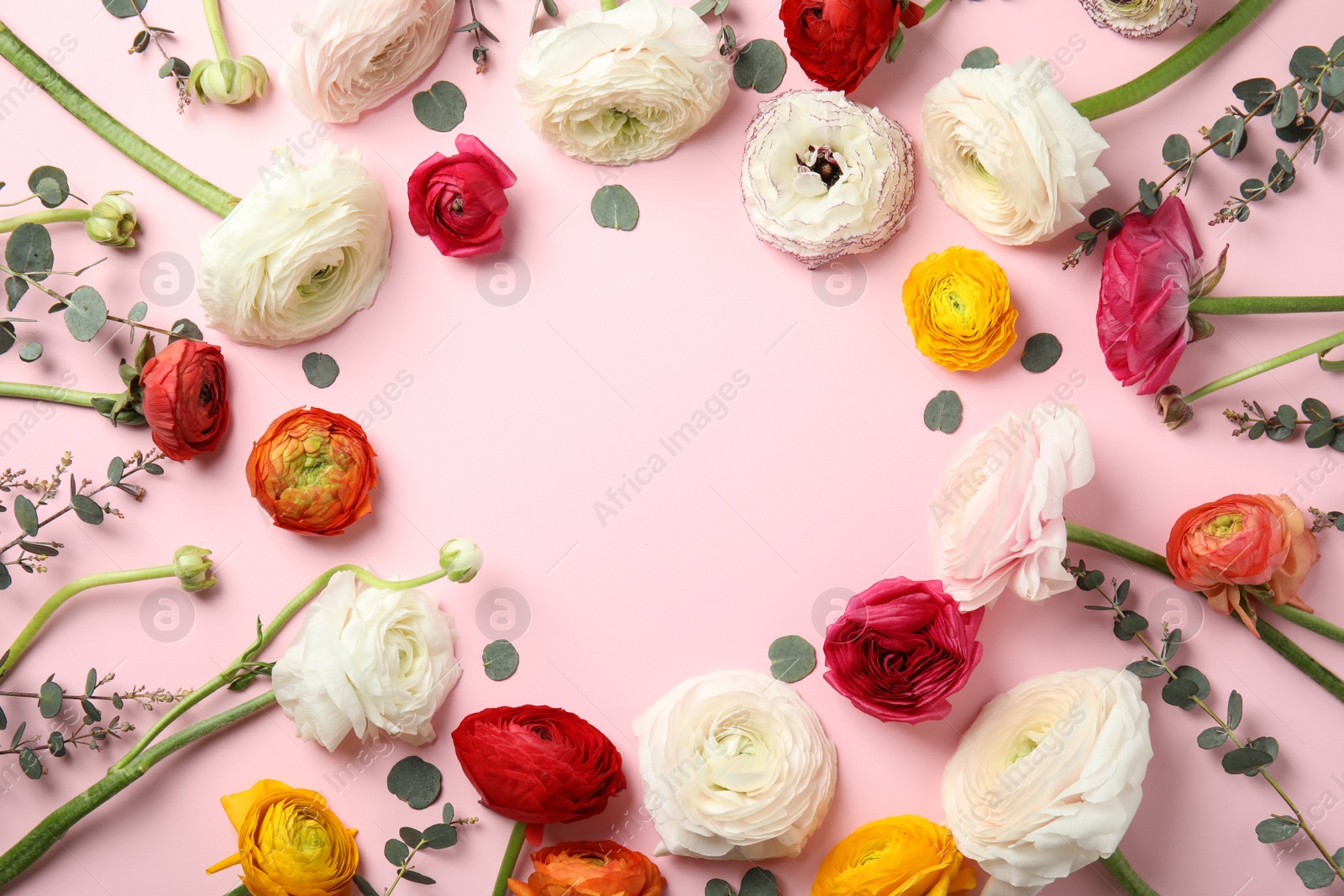 Photo of Frame made of spring ranunculus flowers on color background, flat lay. Space for text