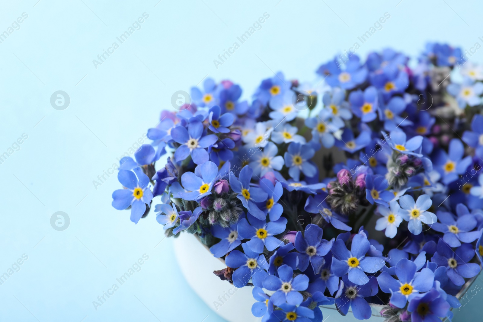 Photo of Beautiful forget-me-not flowers on light blue background, closeup