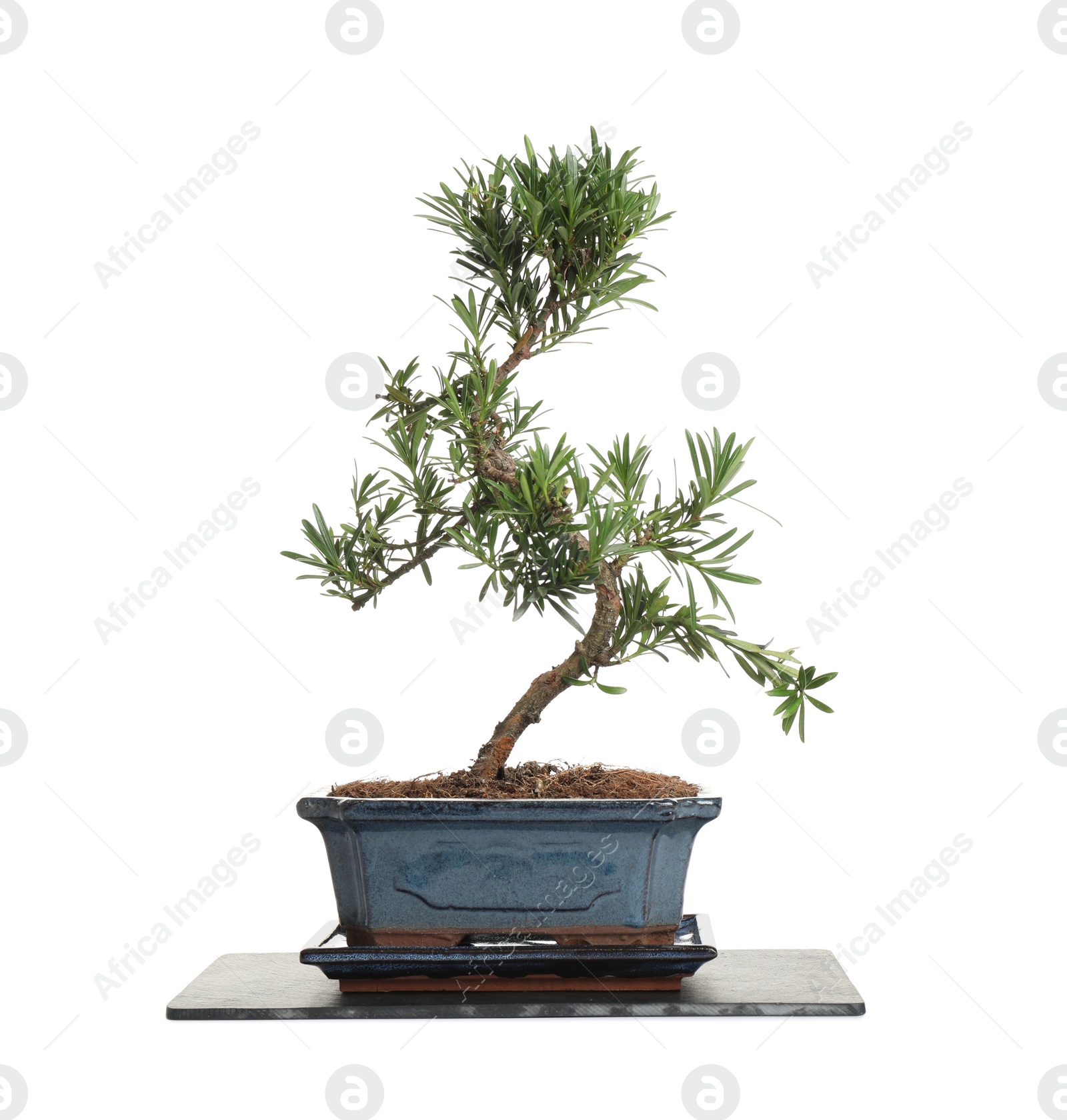 Photo of Japanese bonsai plant isolated on white. Creating zen atmosphere at home