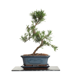 Photo of Japanese bonsai plant isolated on white. Creating zen atmosphere at home