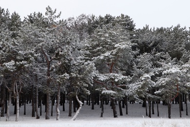 Picturesque view of beautiful forest covered with snow