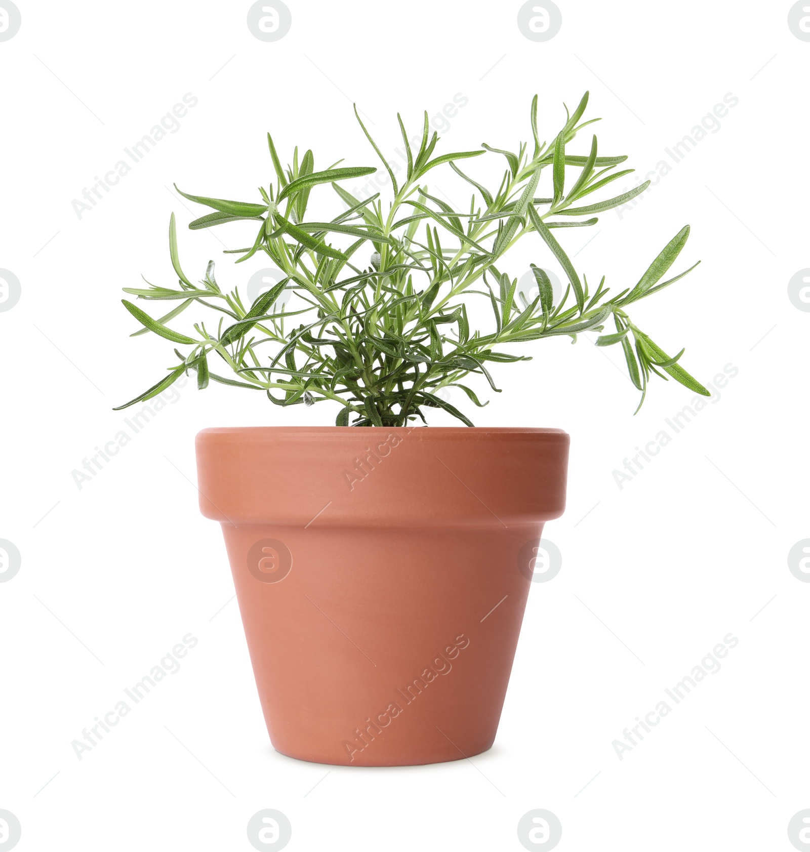 Image of Green rosemary in clay pot isolated on white