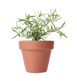 Image of Green rosemary in clay pot isolated on white