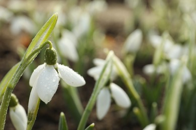 Photo of Beautiful snowdrop covered with dew outdoors, closeup. Early spring flower