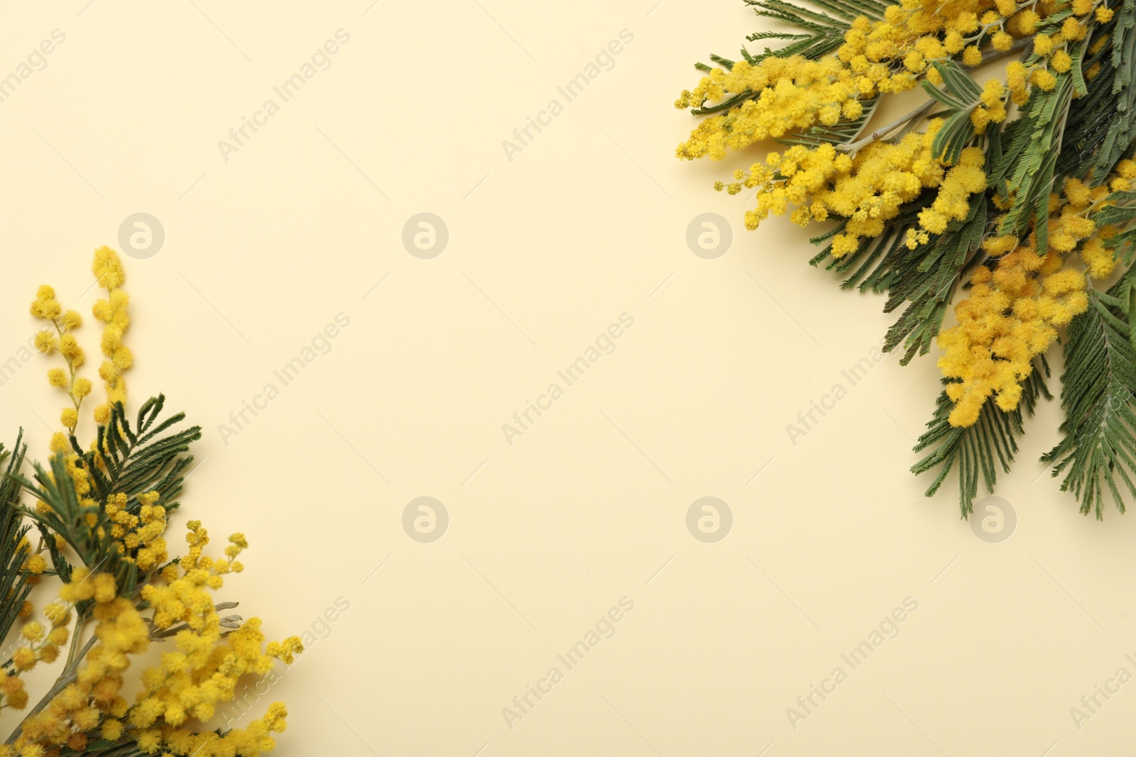 Photo of Beautiful mimosa flowers on beige background, flat lay. Space for text