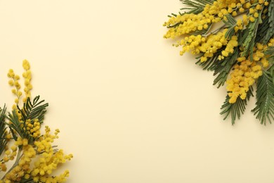 Beautiful mimosa flowers on beige background, flat lay. Space for text