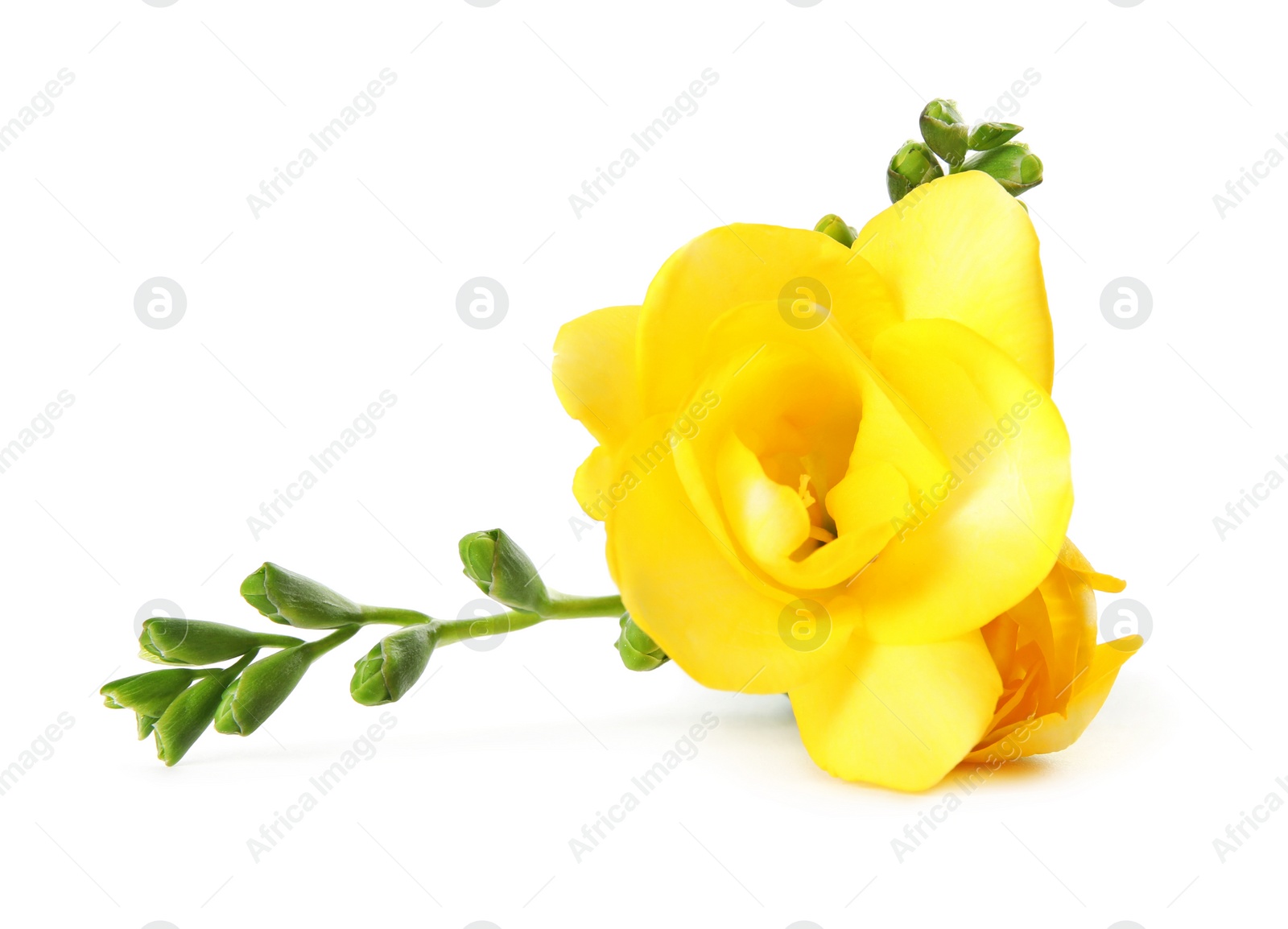 Photo of Beautiful freesia with fragrant flowers on white background