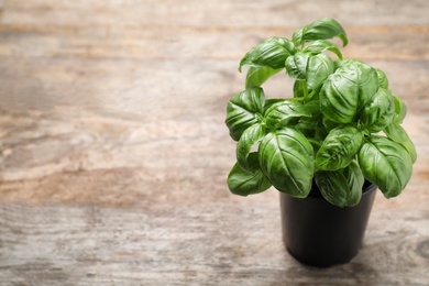 Photo of Fresh basil in pot and space for text on wooden background