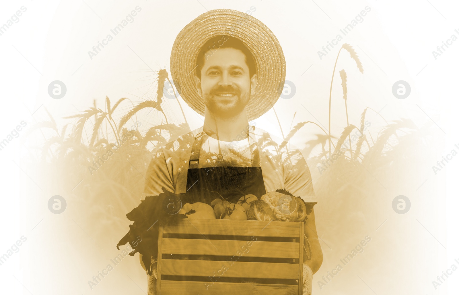 Image of Double exposure of farmer and wheat field on white background