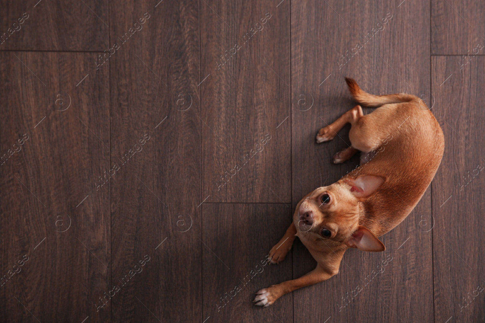 Photo of Cute Chihuahua dog lying on warm floor, top view with space for text. Heating system