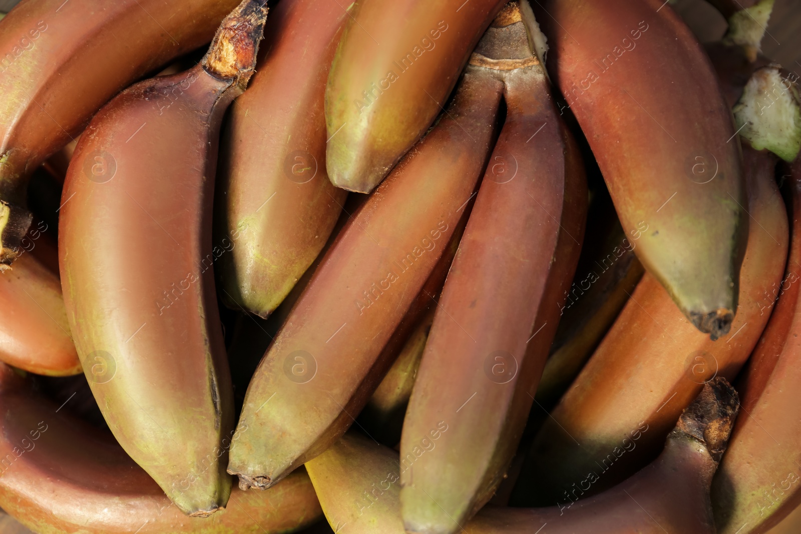 Photo of Delicious purple bananas as background, top view